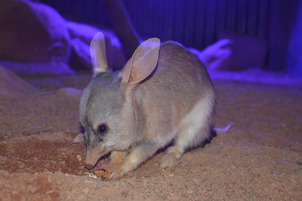 Kuranda Koala Gardens