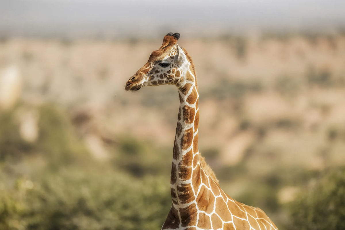 Game Drives Day and Night