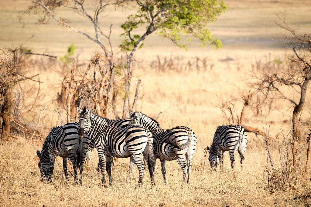 Matetsi Victoria Falls _ Victoria Falls at Matetsi Victoria Falls, Matetsi Private Game Reserve, Zimbabwe.