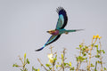 Wilderness Little Ruckomechi – Birding