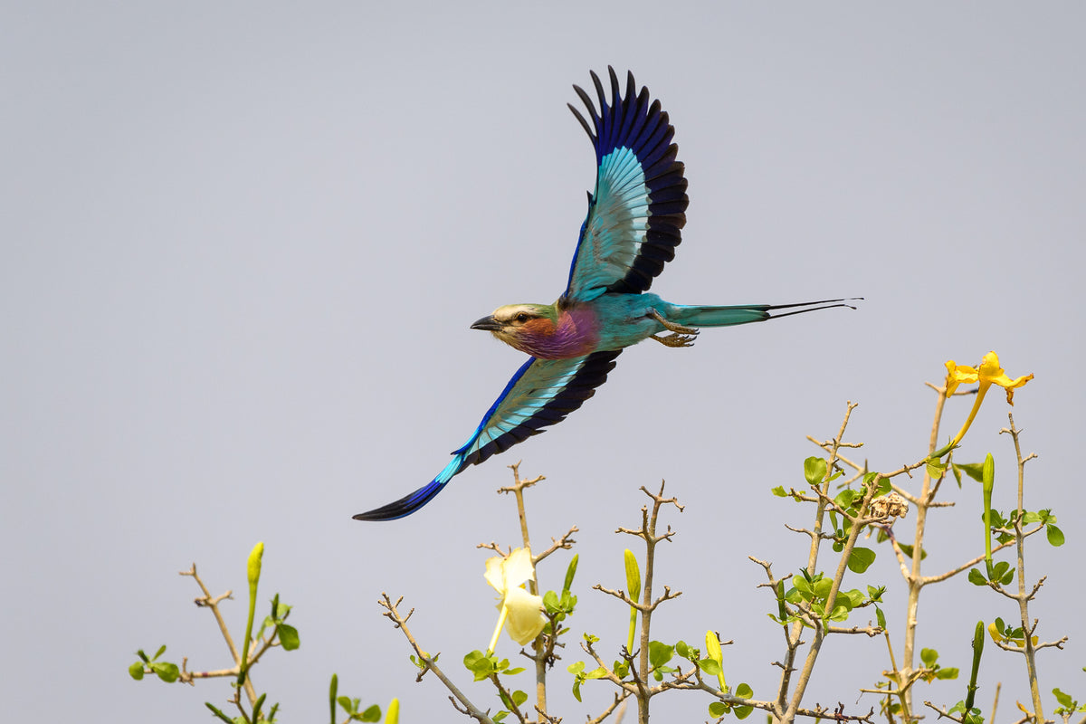Wilderness Little Ruckomechi – Birding