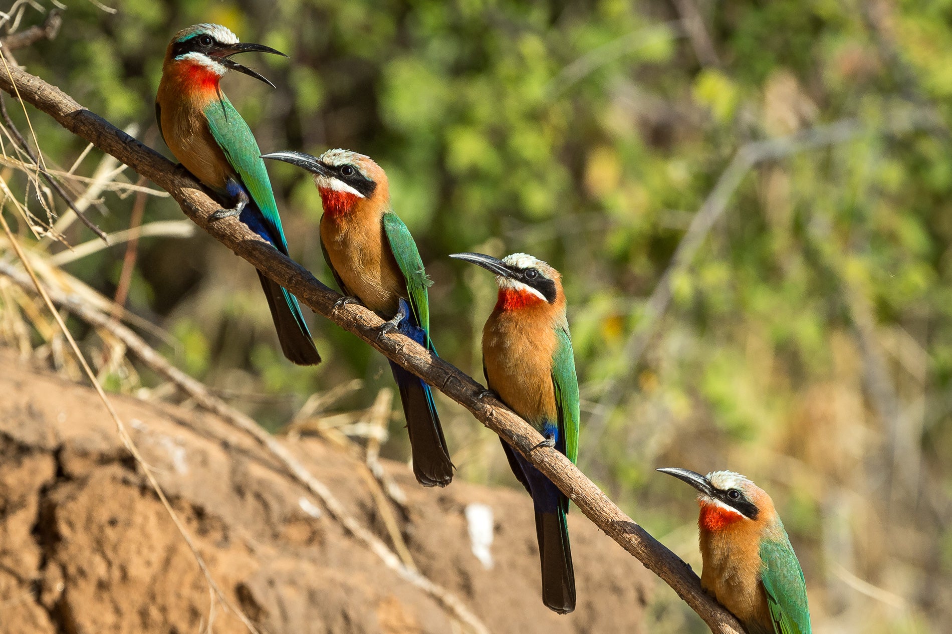 Wilderness Little Ruckomechi – Birding