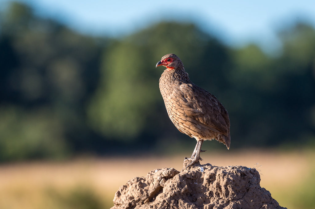 Wilderness Little Ruckomechi – Birding