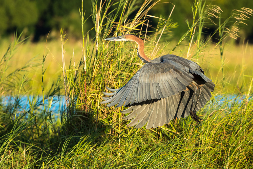 Wilderness Little Ruckomechi – Birding