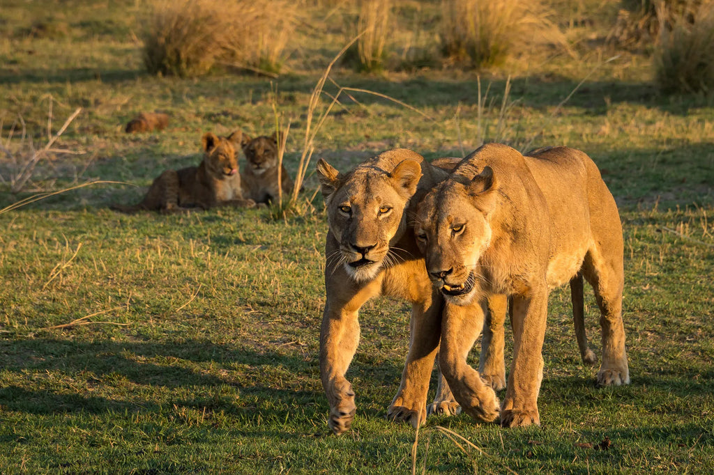 Wilderness Little Ruckomechi at Wilderness Little Ruckomechi, Mana Pools National Park, Zimbabwe.