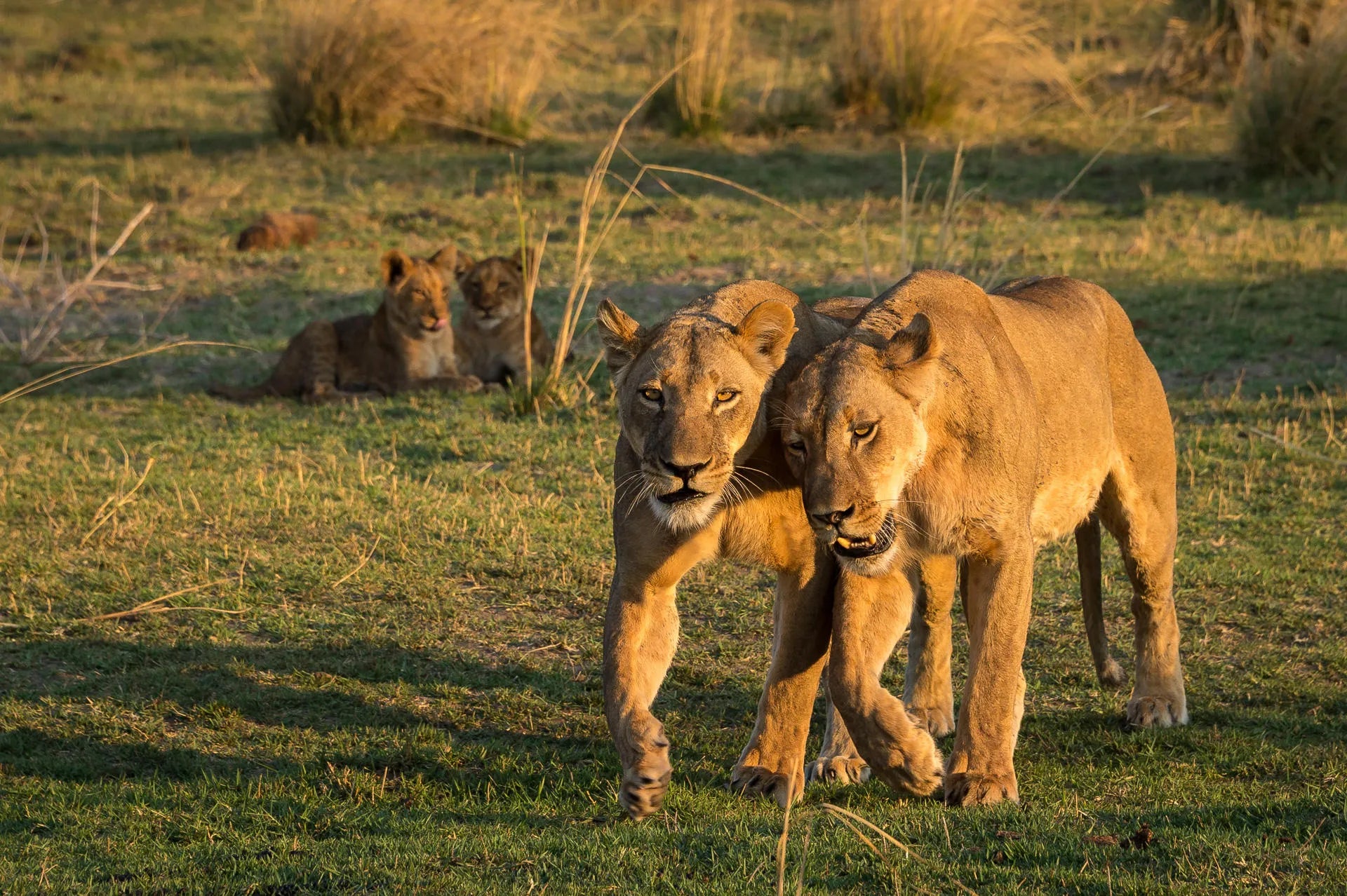 Wilderness Little Ruckomechi at Wilderness Little Ruckomechi, Mana Pools National Park, Zimbabwe.