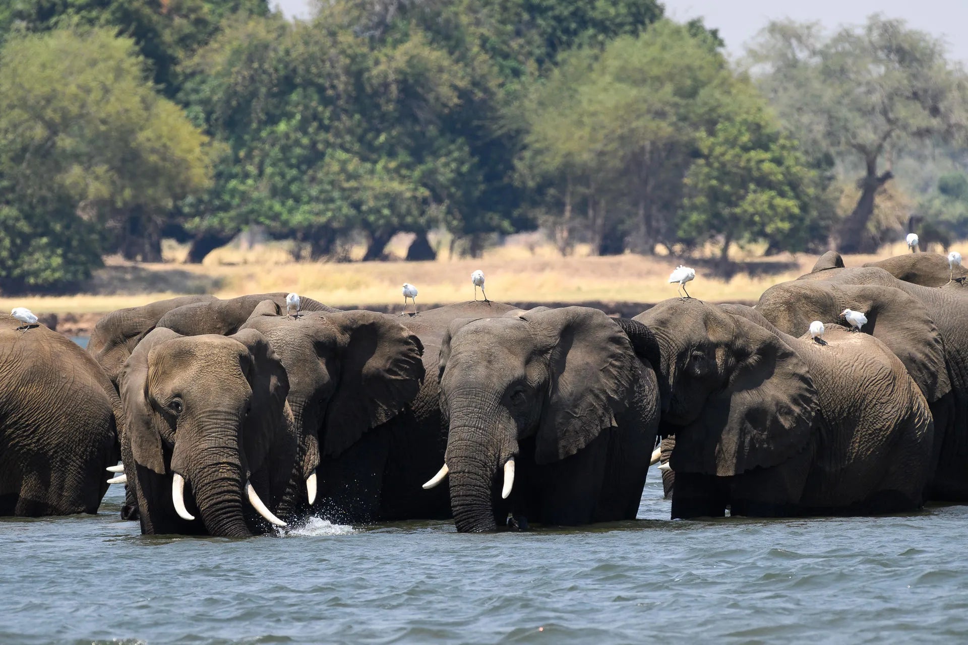 Wilderness Little Ruckomechi at Wilderness Little Ruckomechi, Mana Pools National Park, Zimbabwe.