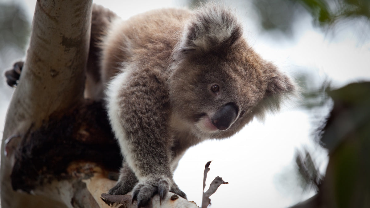 Koala Conservation Centre
