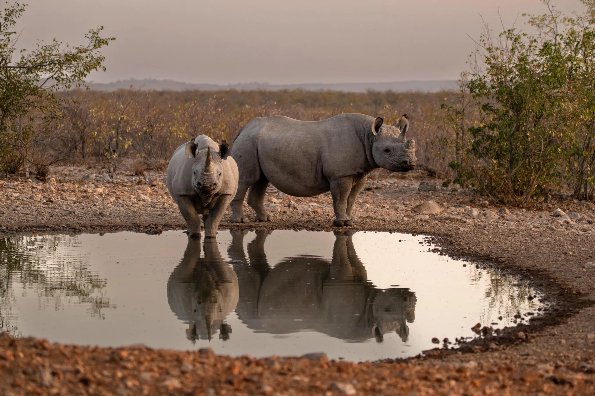 Ongava Lodge at Ongava Lodge, Ongava Private Game Reserve, Namibia.
