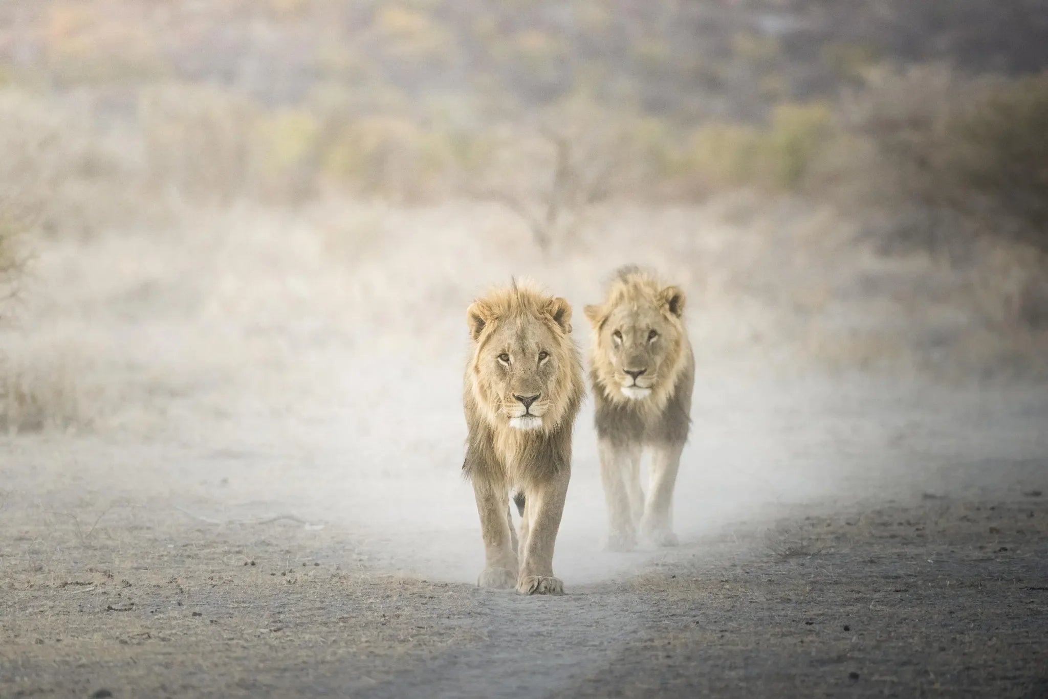 Ongava Lodge at Ongava Lodge, Ongava Private Game Reserve, Namibia.