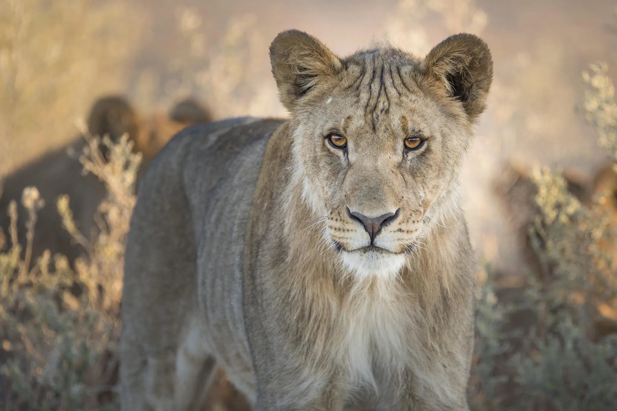 Ongava Lodge at Ongava Lodge, Ongava Private Game Reserve, Namibia.