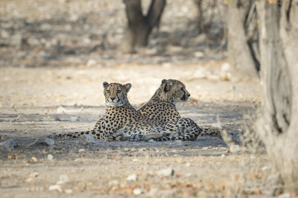 Ongava Lodge at Ongava Lodge, Ongava Private Game Reserve, Namibia.