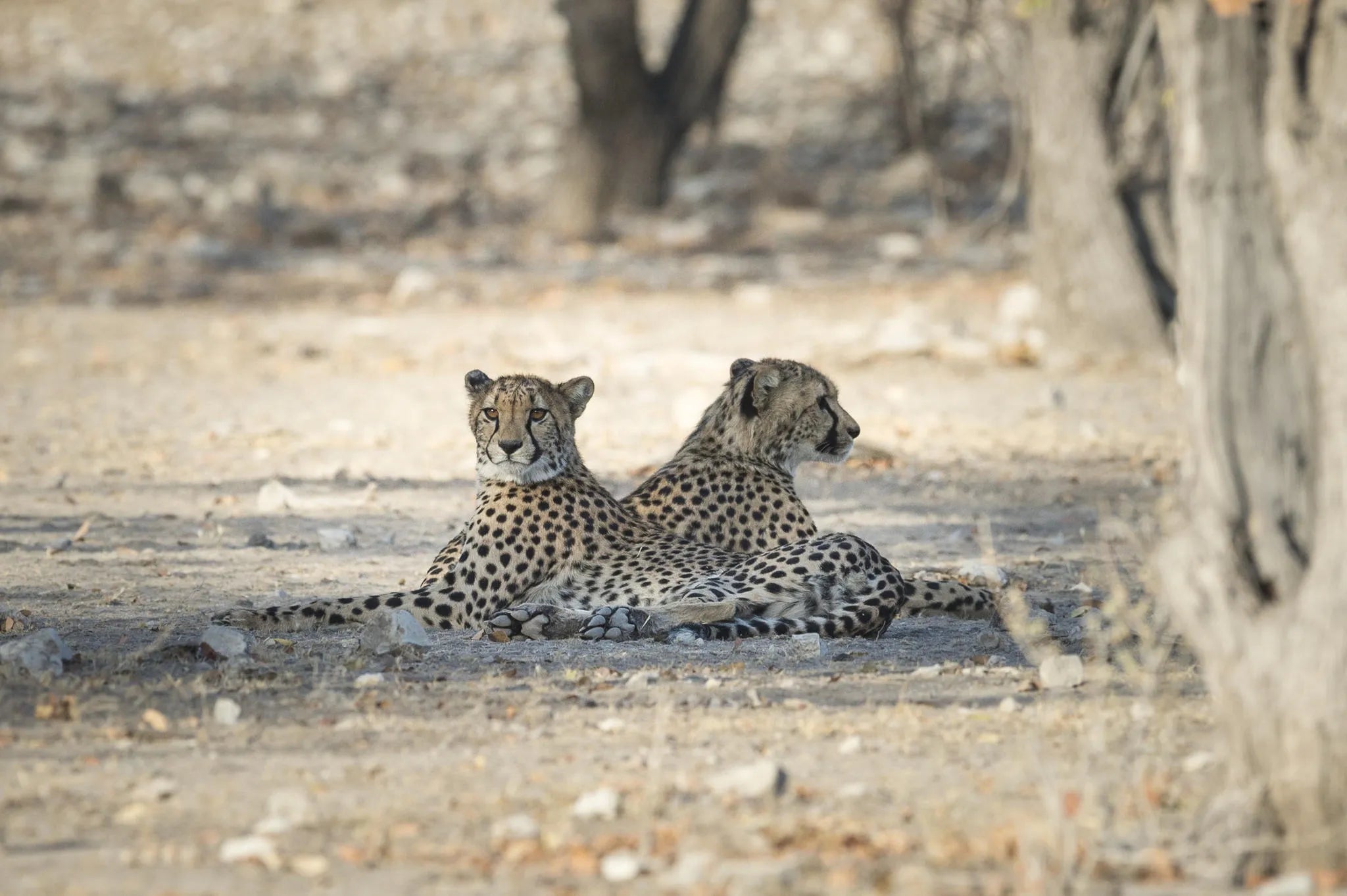 Ongava Lodge at Ongava Lodge, Ongava Private Game Reserve, Namibia.