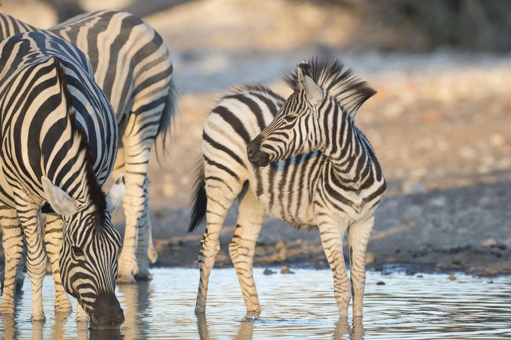 Ongava Lodge at Ongava Lodge, Ongava Private Game Reserve, Namibia.