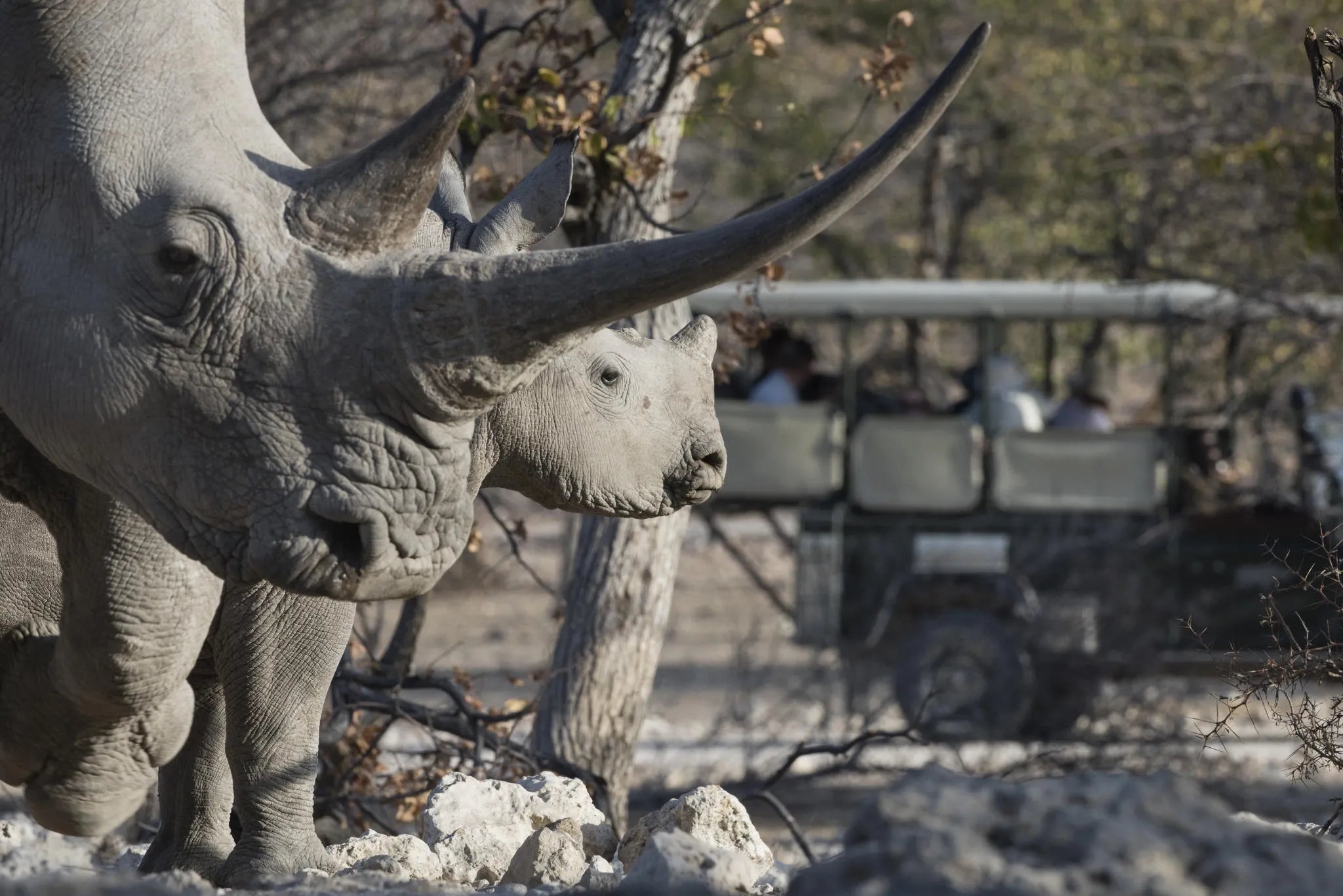 Ongava Lodge at Ongava Lodge, Ongava Private Game Reserve, Namibia.