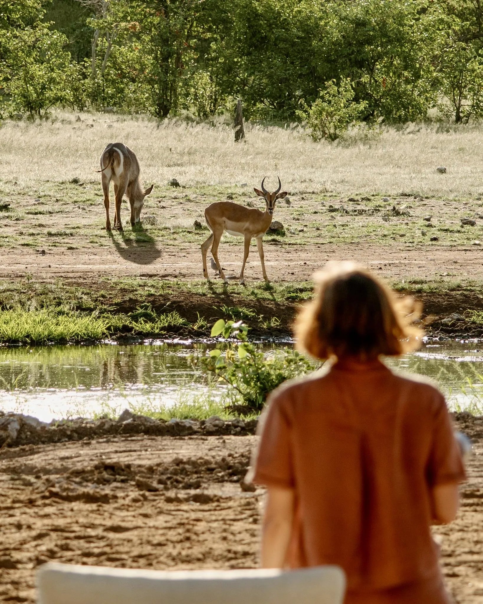 Encounter by Ongava encounters at Encounter by Ongava, Ongava Private Game Reserve, Namibia.