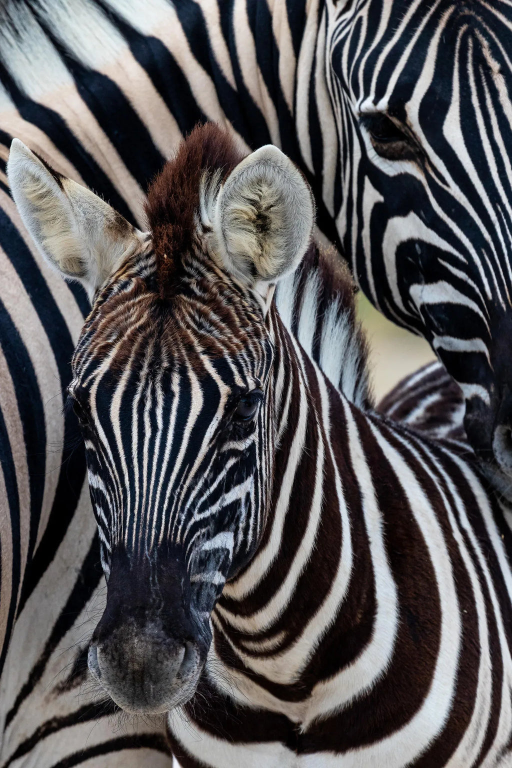 Ongava Game Reserve at Encounter by Ongava, Ongava Private Game Reserve, Namibia.