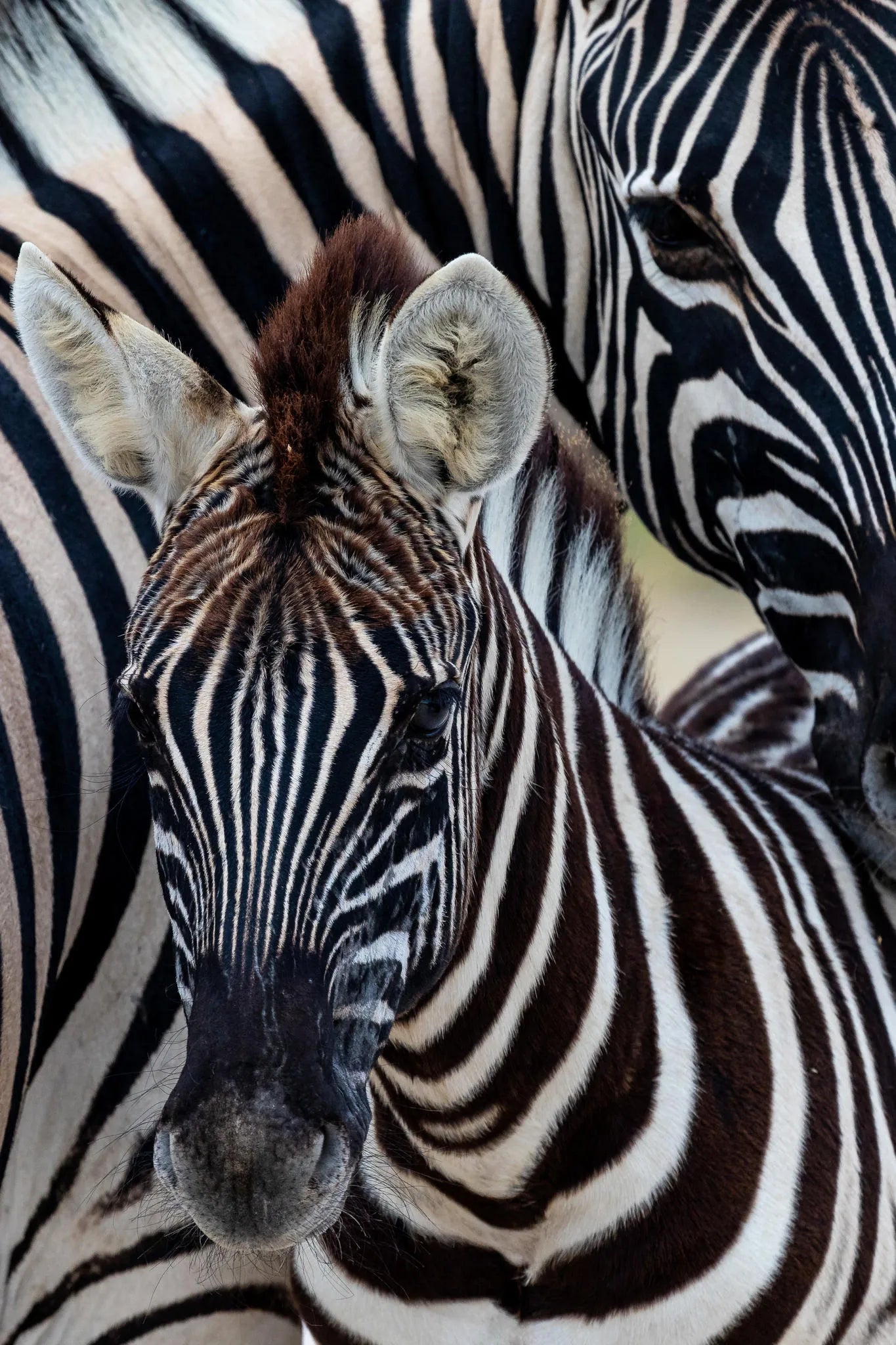 Ongava Game Reserve at Encounter by Ongava, Ongava Private Game Reserve, Namibia.