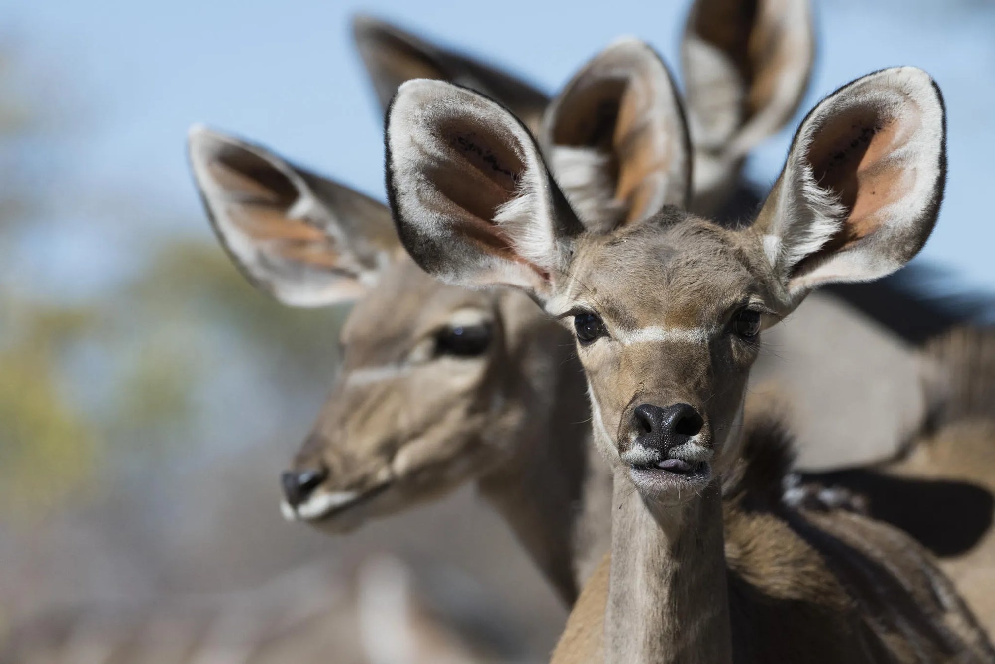 Ongava Game Reserve at Encounter by Ongava, Ongava Private Game Reserve, Namibia.