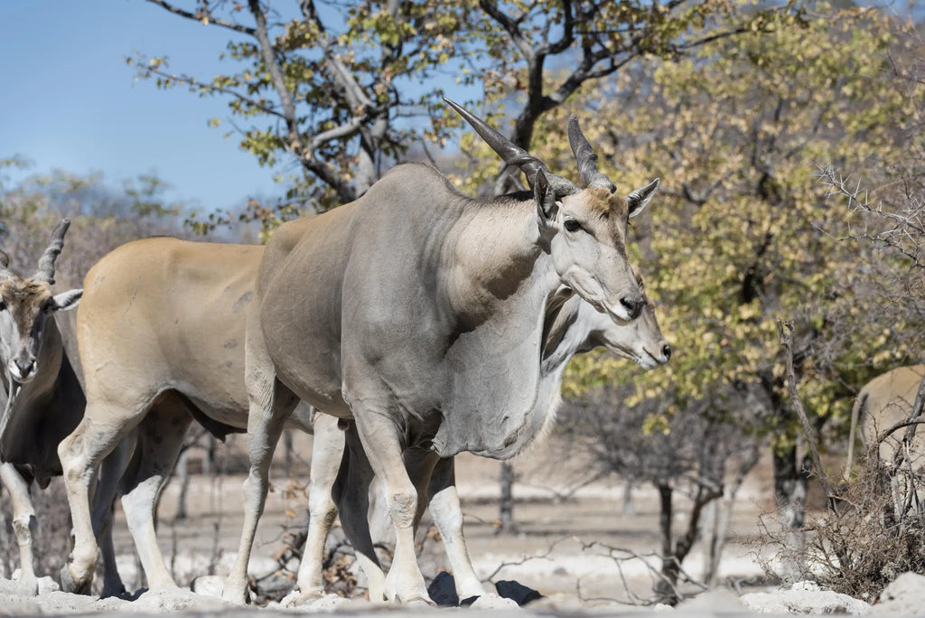 Ongava Game Reserve at Encounter by Ongava, Ongava Private Game Reserve, Namibia.