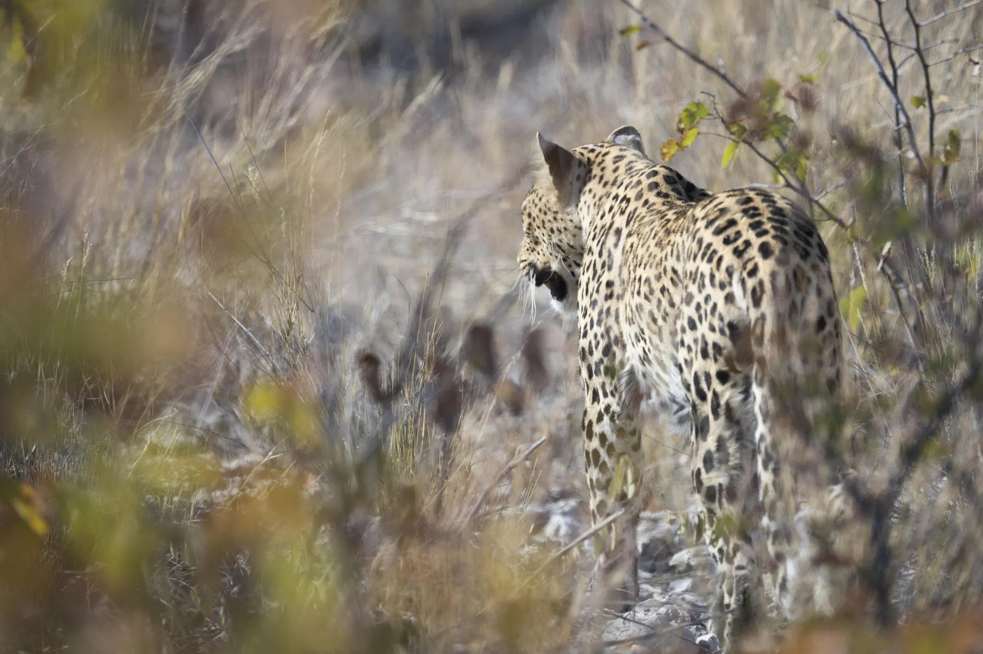 Ongava Game Reserve at Encounter by Ongava, Ongava Private Game Reserve, Namibia.