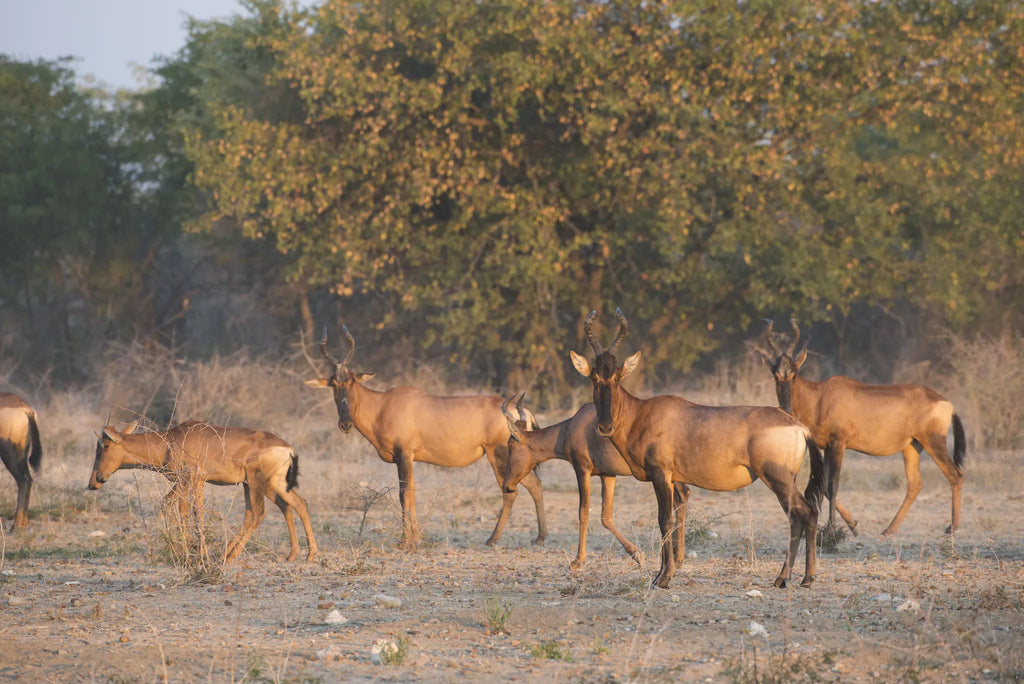 Ongava Game Reserve at Encounter by Ongava, Ongava Private Game Reserve, Namibia.