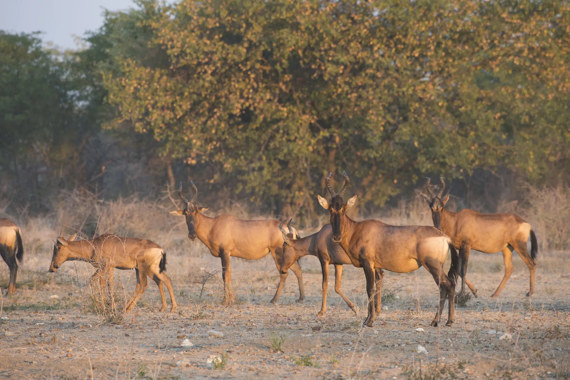 Ongava Game Reserve at Encounter by Ongava, Ongava Private Game Reserve, Namibia.