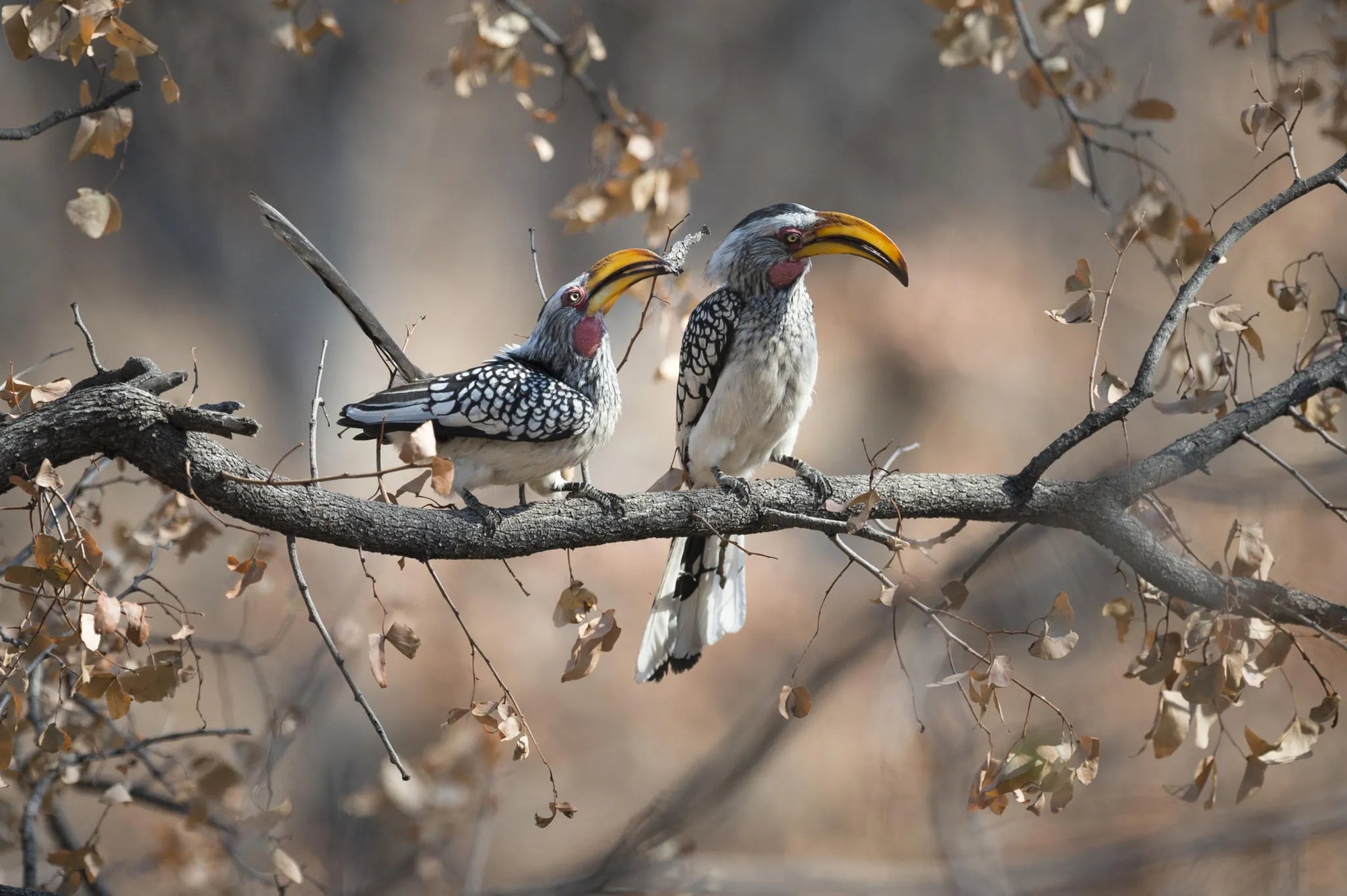 Ongava Game Reserve at Encounter by Ongava, Ongava Private Game Reserve, Namibia.