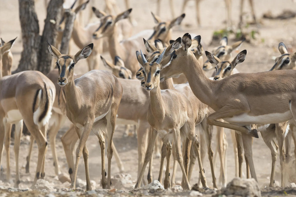 Ongava Game Reserve at Encounter by Ongava, Ongava Private Game Reserve, Namibia.