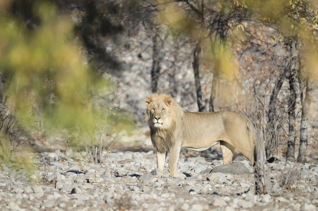 Ongava Game Reserve at Encounter by Ongava, Ongava Private Game Reserve, Namibia.