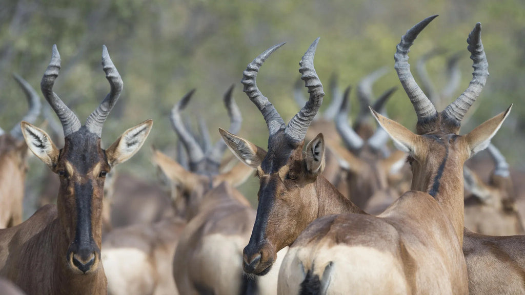Ongava Game Reserve at Encounter by Ongava, Ongava Private Game Reserve, Namibia.