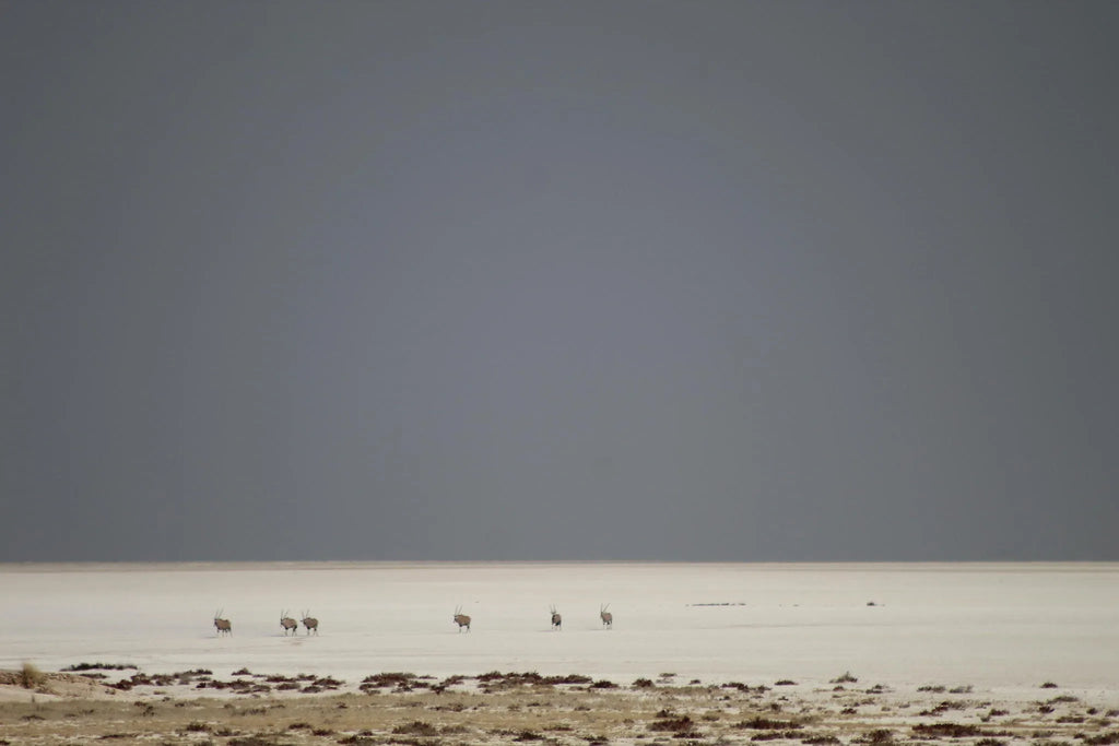 Etosha National Park at Encounter by Ongava, Ongava Private Game Reserve, Namibia.