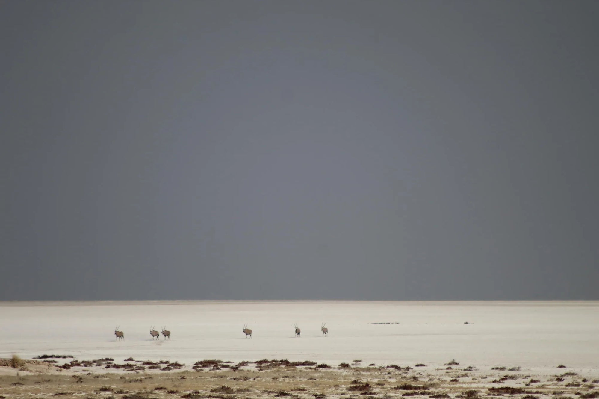 Etosha National Park at Encounter by Ongava, Ongava Private Game Reserve, Namibia.