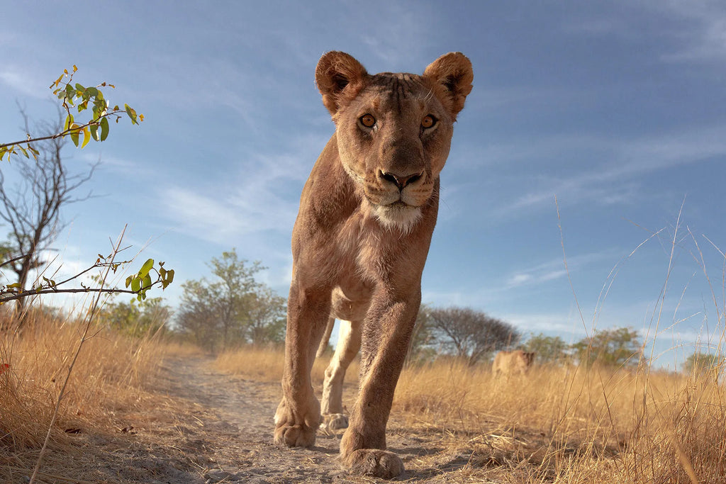 Ongava Game Reserve at Encounter by Ongava, Ongava Private Game Reserve, Namibia.