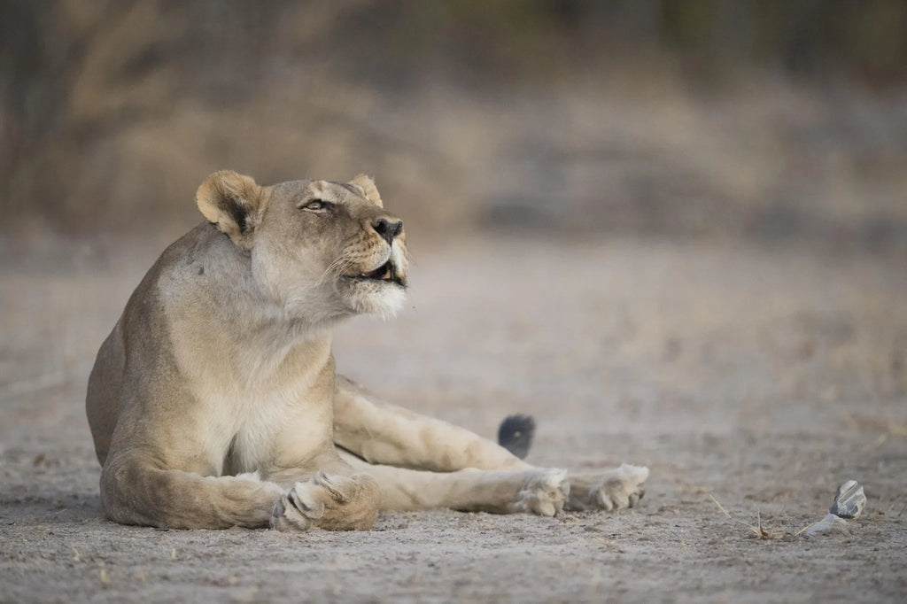 Ongava Game Reserve at Encounter by Ongava, Ongava Private Game Reserve, Namibia.