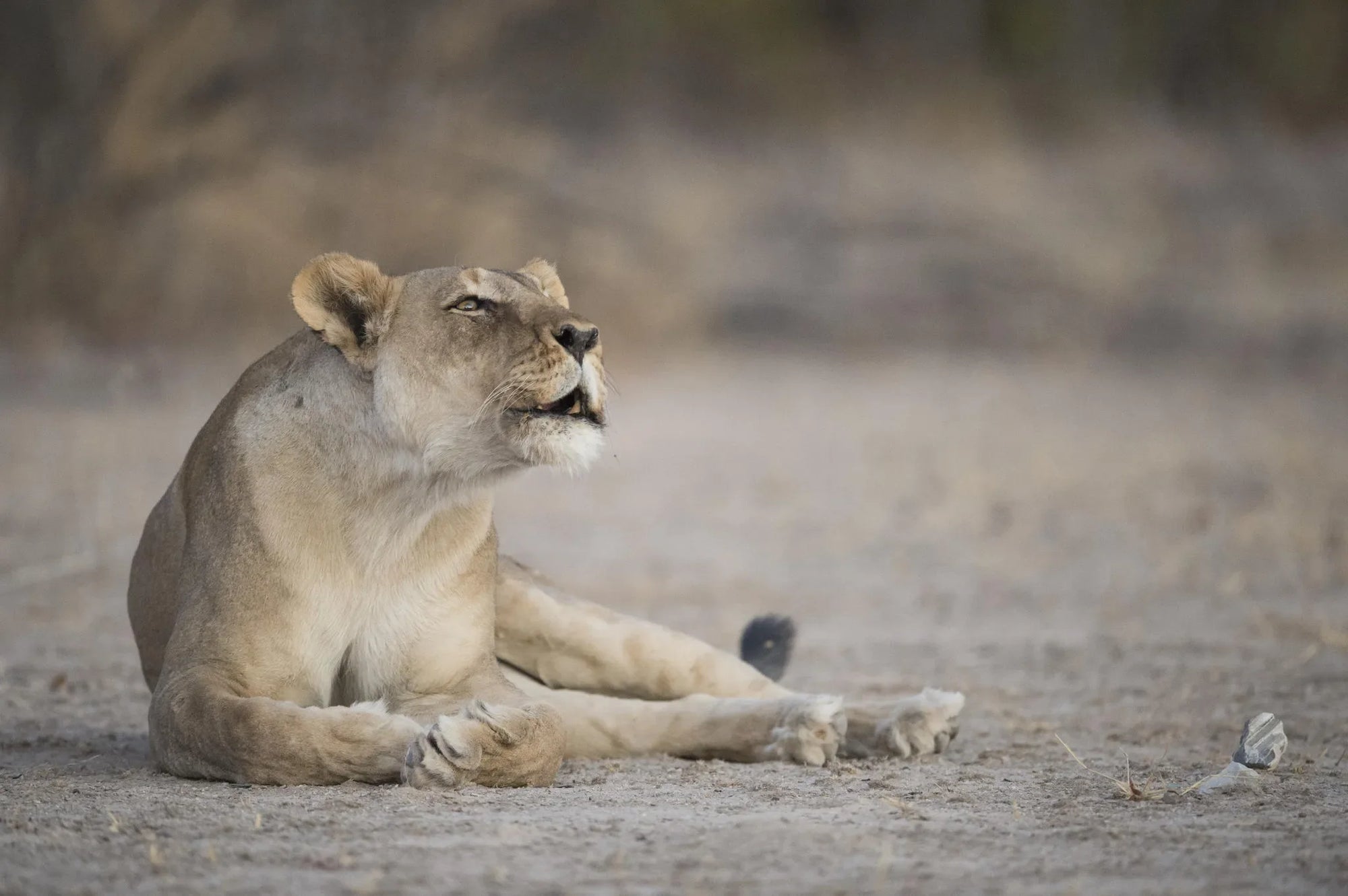 Ongava Game Reserve at Encounter by Ongava, Ongava Private Game Reserve, Namibia.