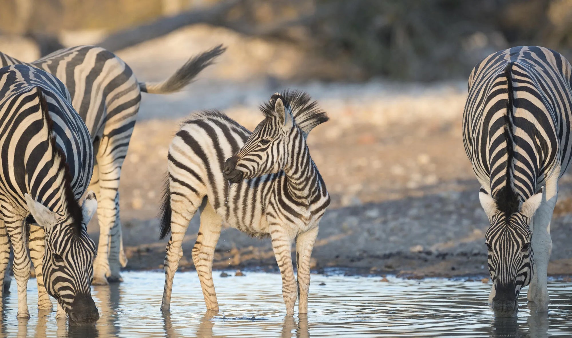 Ongava Game Reserve at Encounter by Ongava, Ongava Private Game Reserve, Namibia.