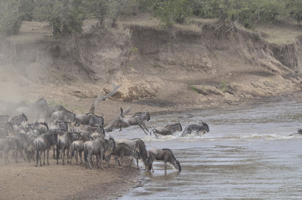 Tangulia Mara Camp