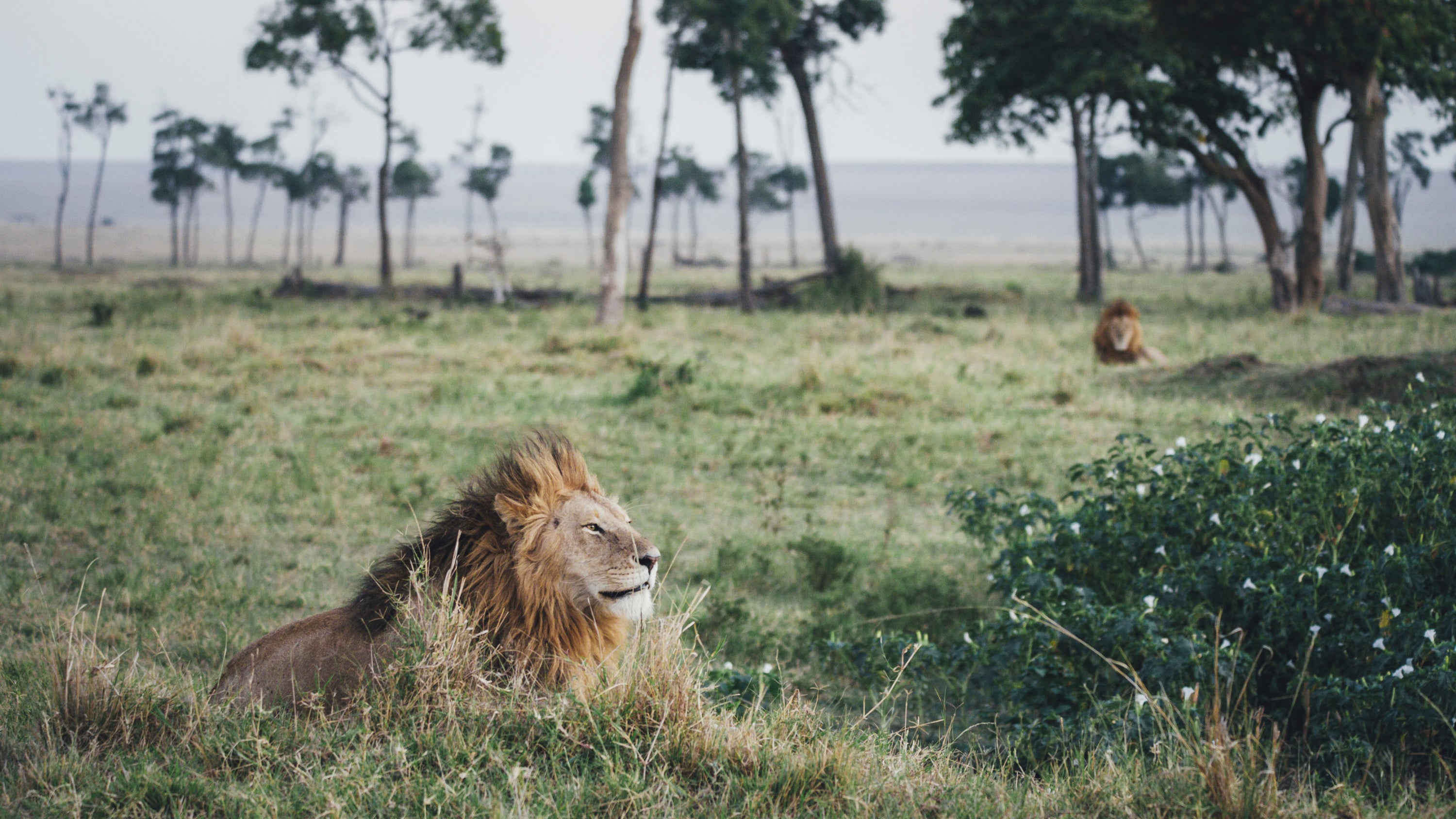 Tangulia Mara Camp