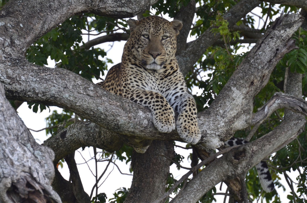 Tangulia Mara Camp