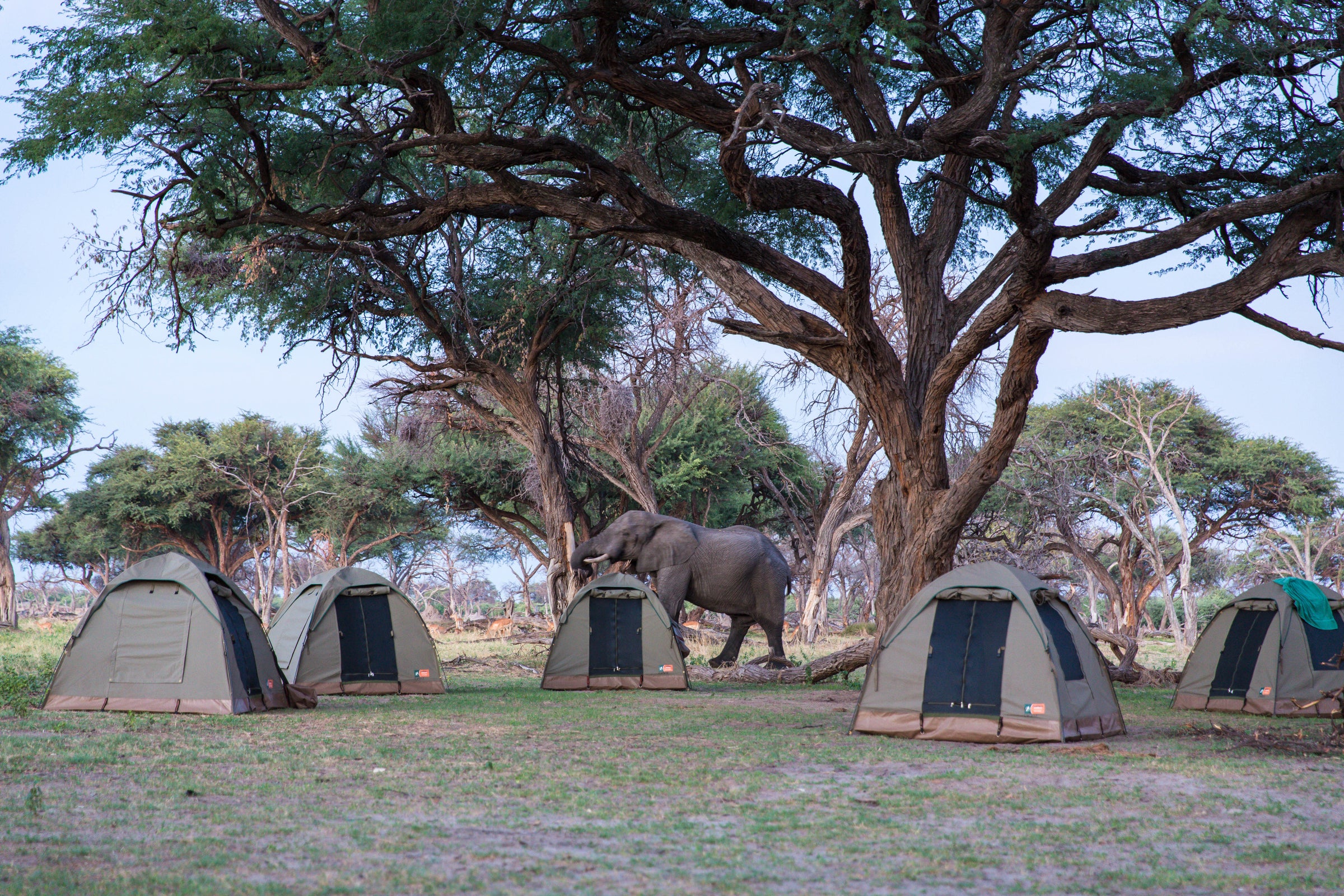 Community campsite (outside Moremi)