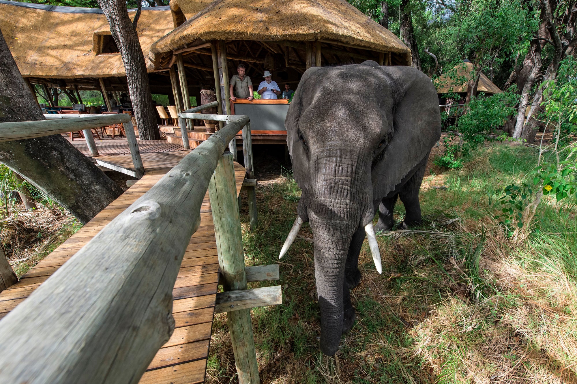 Into the Wilderness - Botswana