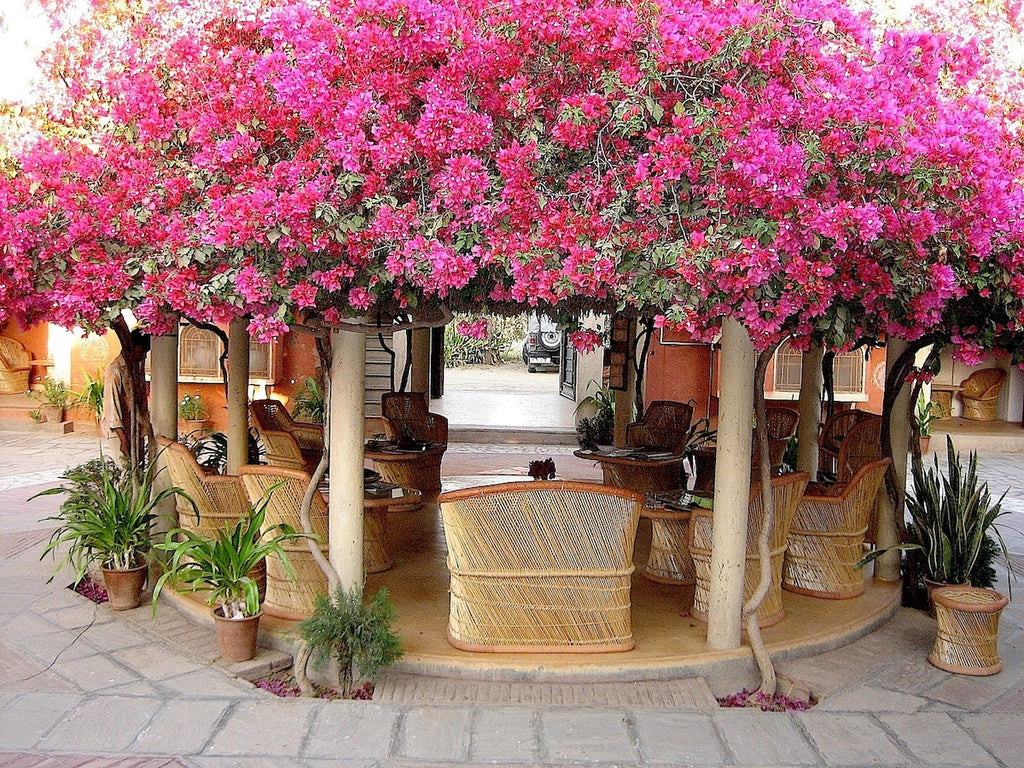 Apani Dhani Eco Lodge