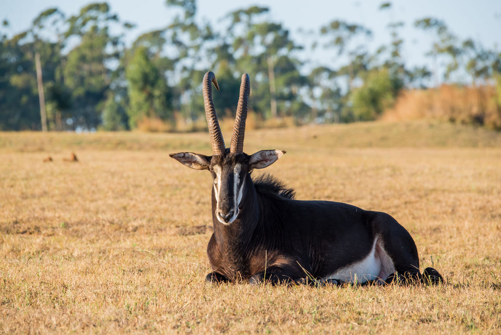 Sable Bull