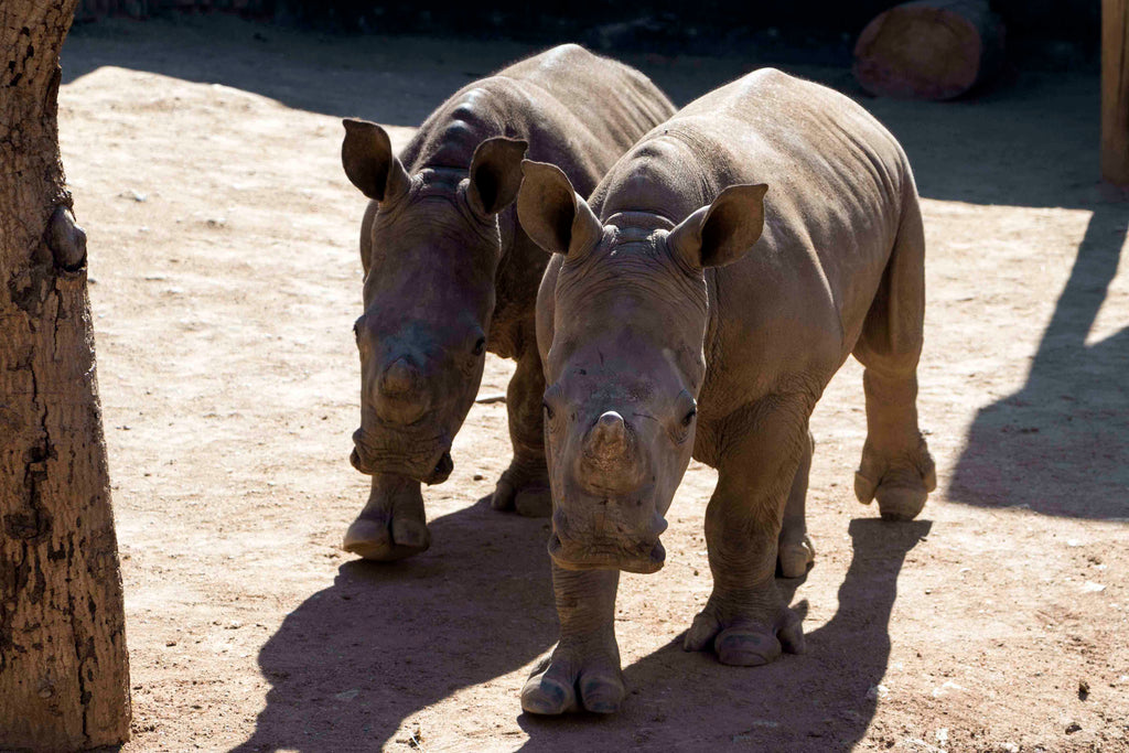Care for Wild Africa for Rhinos