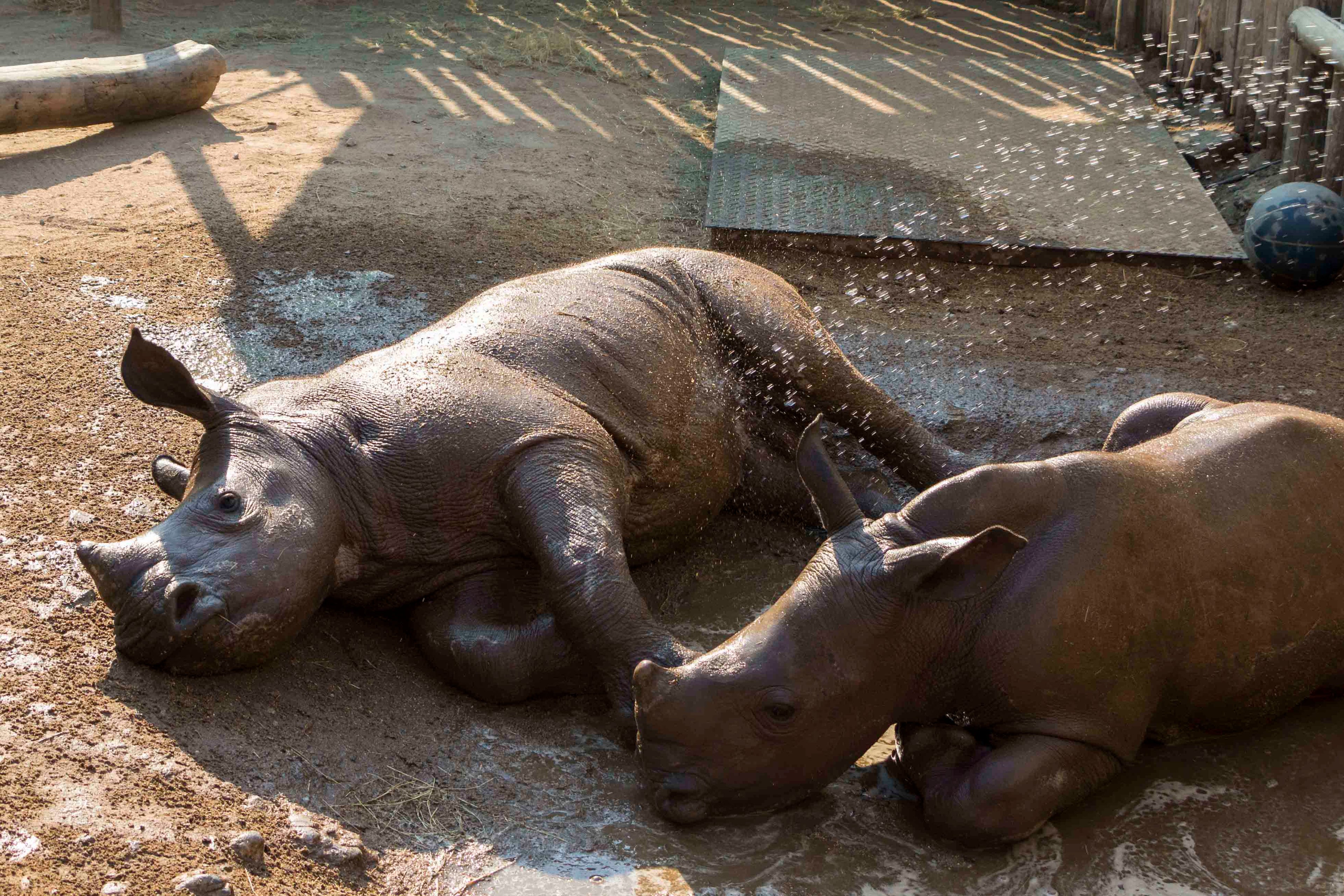 Care for Wild Africa for Rhinos