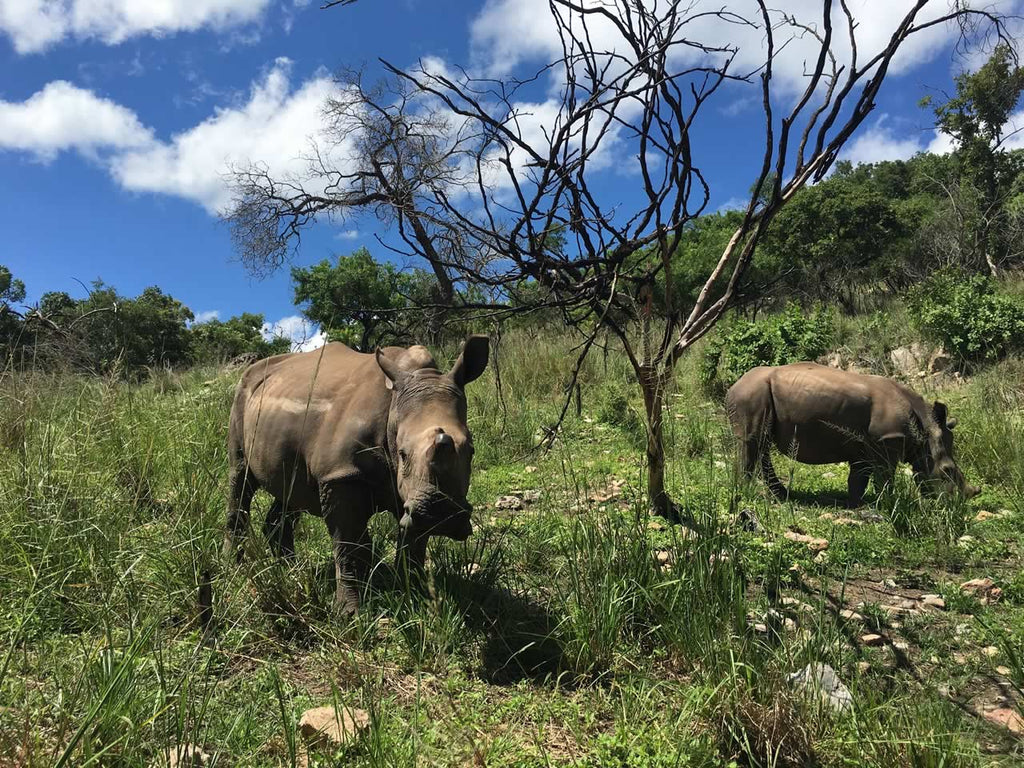 Care for Wild Africa for Rhinos