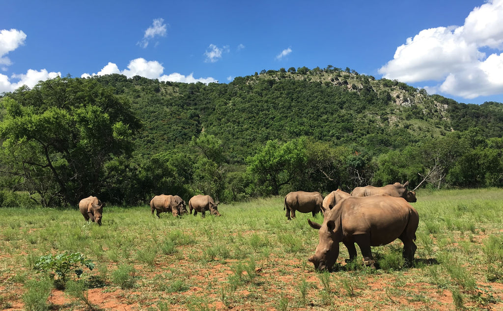 Care for Wild Africa for Rhinos