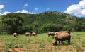 Care for Wild Africa for Rhinos