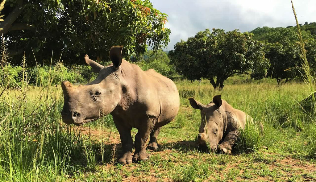 Care for Wild Africa for Rhinos